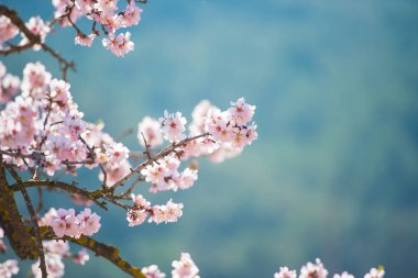 Bir çiçek çiçek badem ağacı. Uzay kopyalayın. Arka plan bulanık. 