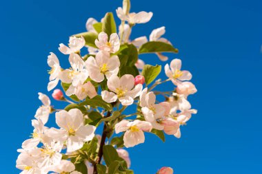 Elma çiçeği ve gökyüzü. Yakın çekim. Üzerinde mavi arka plan izole.