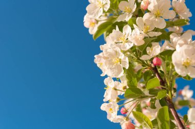 Elma çiçeği ve gökyüzü. Yakın çekim. Üzerinde mavi arka plan izole.   