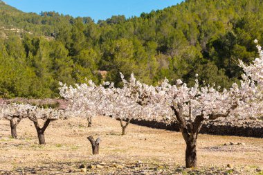 İspanya'nın orman ağaçlarında çiçeklenme badem.