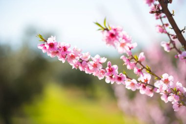 Badem çiçek şube. Arka plan bulanık. Yakın çekim