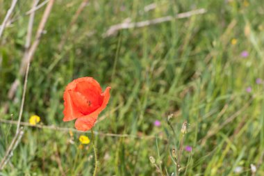 Kırmızı bir haşhaş alanında. Yakın çekim.