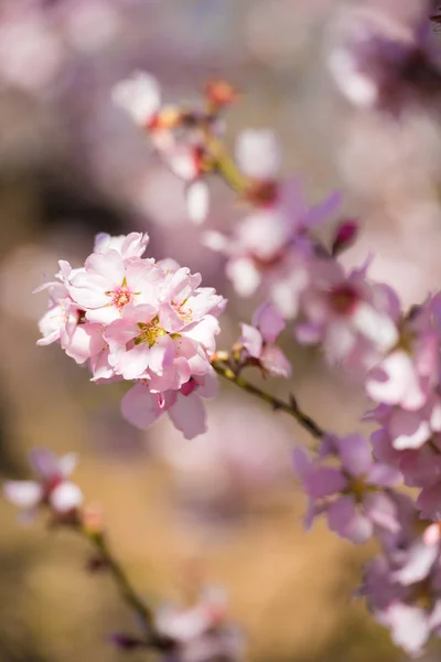 Almendro floreciente de primavera, flores rosas. Vertical. Fondo borroso. Primer plano . — Foto de Stock