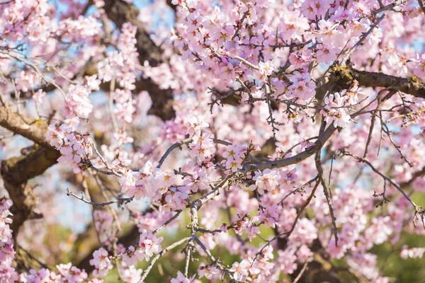 Vernal blooming mandlové stromu. Rozmazané pozadí. — Stock fotografie
