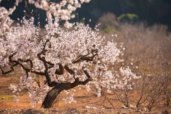 Amêndoas floridas. Espaço de cópia . — Fotografia de Stock