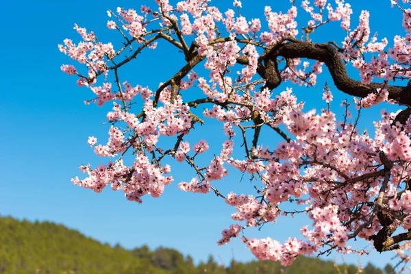 Înflorirea migdalelor împotriva cerului albastru . — Fotografie, imagine de stoc