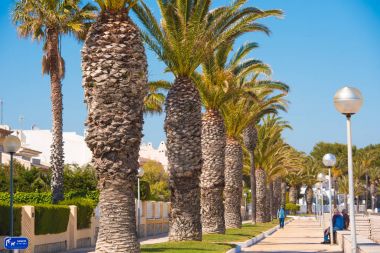 Miami Platja, İspanya - 24 Nisan 2017: Palmiye sokak.