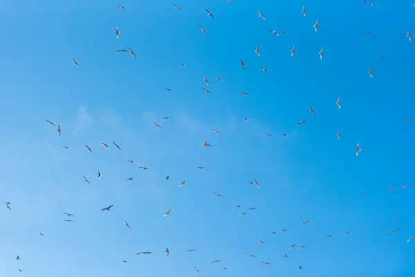 Um bando de gaivotas voando no ar. Espaço de cópia para texto . — Fotografia de Stock