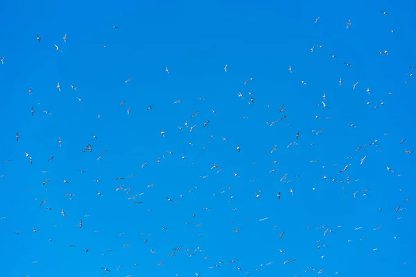 Möwen fliegen in blauem Himmel - weicher Fokus. Kopierraum für Text. — Stockfoto