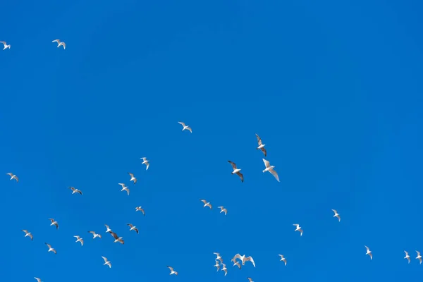 Seagulls flying in blue sky- soft focus. Copy space for text. — Stock Photo, Image