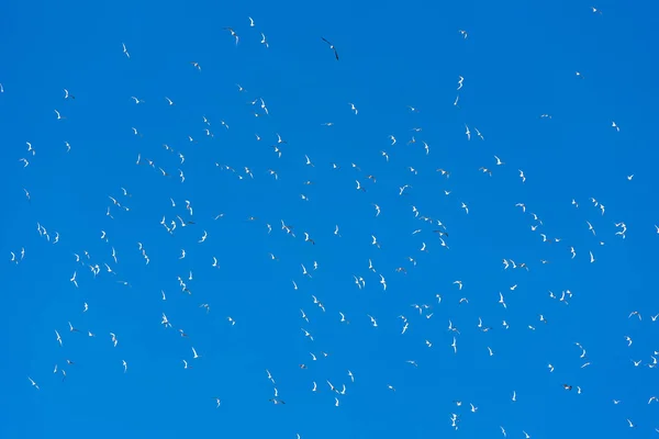 Seagulls flying in blue sky- soft focus. Copy space for text. — Stock Photo, Image