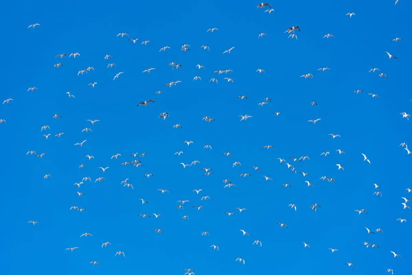 Gaivotas voando em azul céu foco suave. Espaço de cópia para texto . — Fotografia de Stock