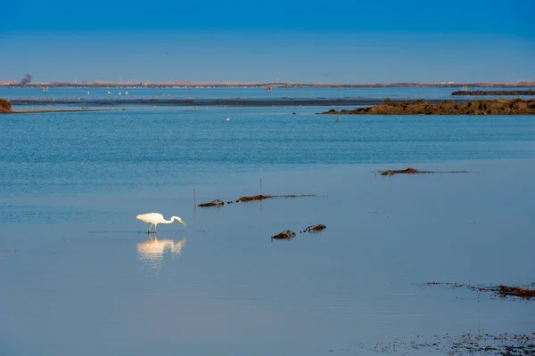 Silberreiher fängt Fische im flachen Wasser. Kopierraum für Text. — Stockfoto