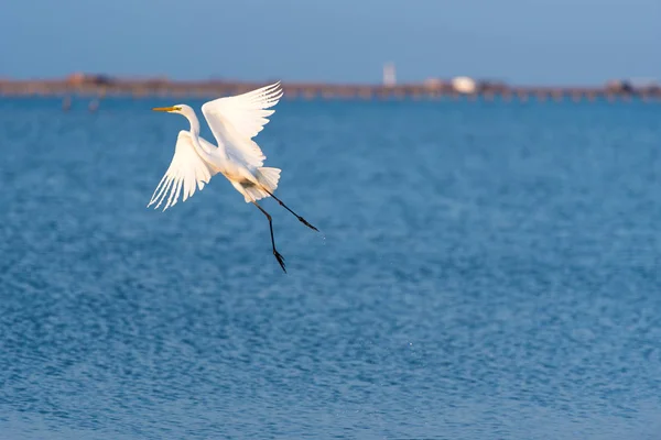 Gran garza blanca, volando sobre el agua en la reserva en España. Copiar espacio para texto . —  Fotos de Stock
