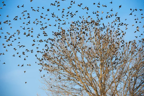 Muitos pássaros na árvore. Fundo azul . — Fotografia de Stock