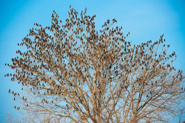 Fåglar på träd. Blå himmel bakgrund. — Stockfoto