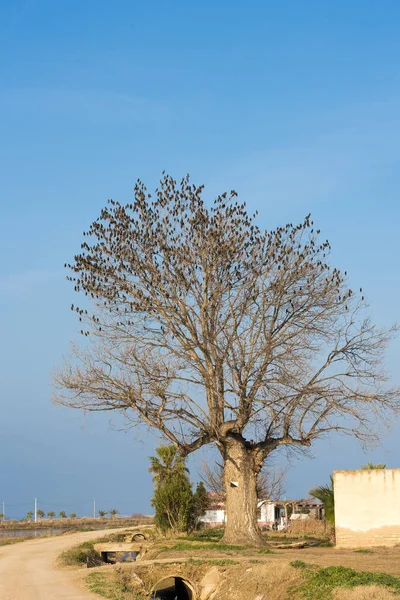 Eine Menge Vögel auf dem Baum. einsamer Baum auf dem Feld. blauer Himmel Hintergrund. Kopierraum. — Stockfoto