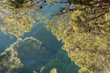 Çam dal bir orman arka plan üzerinde Tarragona, Catalunya, İspanya. Metin için yer kopyalayın.