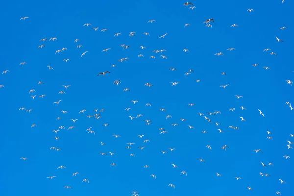 Seagulls flying in blue sky- soft focus. Copy space for text. — Stock Photo, Image