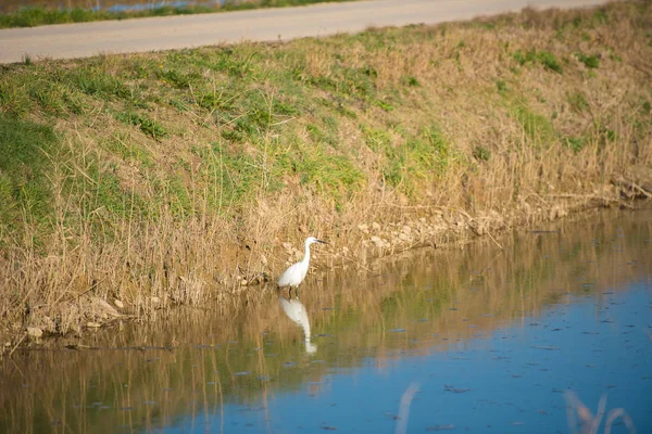 White heron catches fish in shallow water. Copy space. — Stock Photo, Image