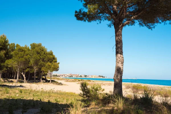 松树在霍斯皮塔雷特德因凡特，塔拉戈纳，西班牙加泰罗尼亚的沙质海滩上。复制文本的空间. — 图库照片