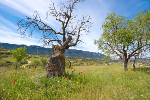 Çiçek çayır ve ön planda kuru ağaç.