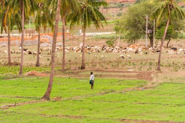 Puttaparthi, Andhra Pradesh, Hindistan - 9 Temmuz 2017: Bir görünümünü Hint kırsal manzara. Metin için yer kopyalayın.                             