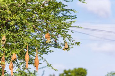 Kuş yuvalarını ağaç, Puttaparthi, Andhra Pradesh, Hindistan üzerinde. Metin için yer kopyalayın.