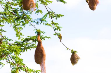 Kuş yuvalarını ağaç, Puttaparthi, Andhra Pradesh, Hindistan üzerinde. Yakın çekim.