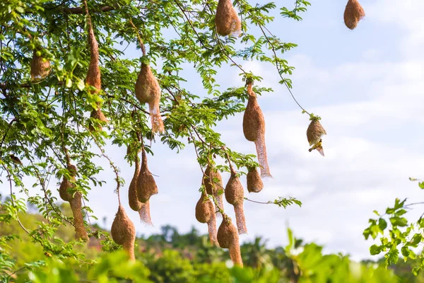 Kuş yuvalarını ağaç, Puttaparthi, Andhra Pradesh, Hindistan.