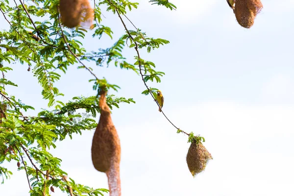 Kuş yuvalarını ağaç, Puttaparthi, Andhra Pradesh, Hindistan üzerinde. Yakın çekim.