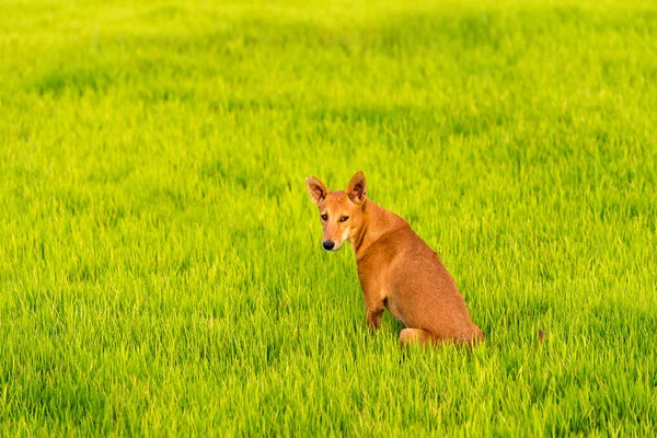 Hund auf dem grünen Gras, Puttaparthi, andhra pradesh, Indien. Kopierraum für Text. Nahaufnahme. — Stockfoto