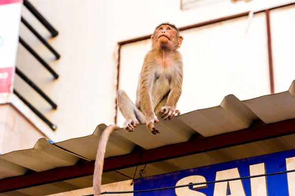 Monkey on the roof, Puttaparthi, Andhra Pradesh, India. Copy space for text. Close-up. — Stock Photo, Image