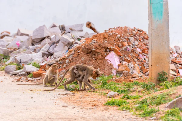 Monkey with cub, Puttaparthi, Andhra Pradesh, India. Copy space for text. — Stock Photo, Image