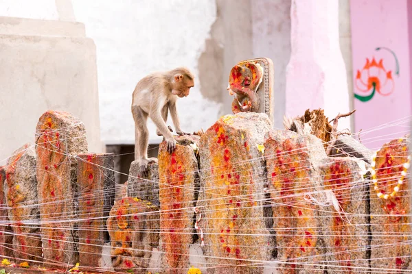 Monkey on the ritual sculpture, Puttaparthi, Andhra Pradesh, India. Copy space for text. — Stock Photo, Image