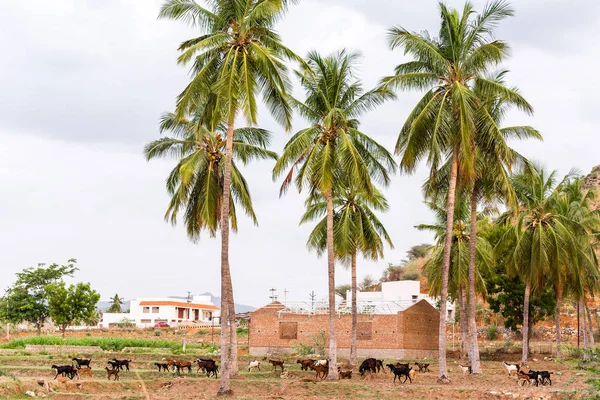 A view of the Indian rural landscape, Puttaparthi, Andhra Pradesh, India. Copy space for text. — Stock Photo, Image