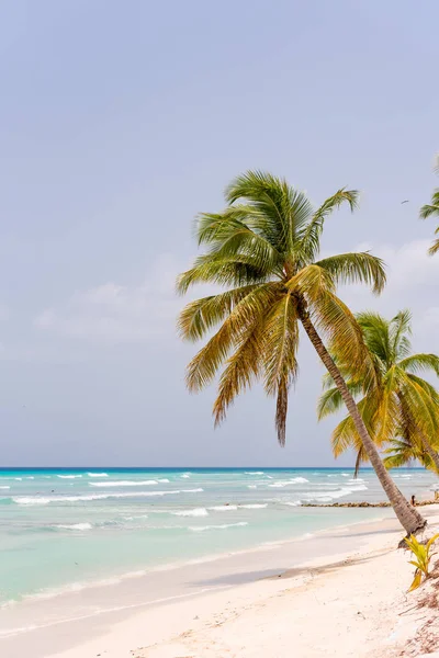 Saona, ドミニカ共和国 - 2017 年 5 月 25 日: 島 Saona の砂浜のビーチの眺め。テキストのためのスペースにコピーします。垂直方向. — ストック写真