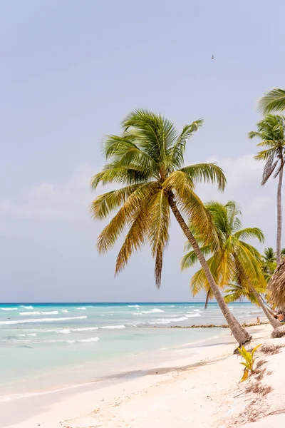 Ada Saona kumlu plaj Saona, Dominik Cumhuriyeti - 25 Mayıs 2017: görünümü. Metin için yer kopyalayın. Dikey.