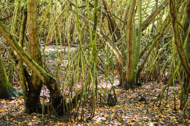 Bayahibe, La Altagracia, Dominik Cumhuriyeti Karayip ormanda. Yakın çekim.