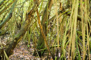 Bayahibe, La Altagracia, Dominik Cumhuriyeti Karayip ormanda. Yakın çekim.