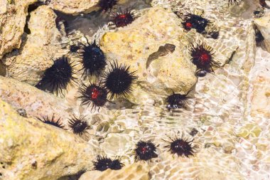 Okyanus tabanında deniz kestanesi. Yakın çekim.