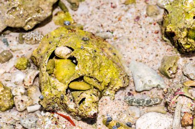 Büyük kabuk Bayahibe, La Altagracia, Dominik Cumhuriyeti, sahilinde yer almaktadır. Yakın çekim.