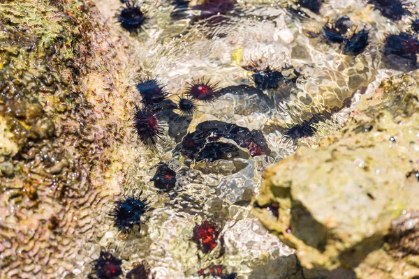 Erizos de mar en el fondo del océano. Primer plano . —  Fotos de Stock