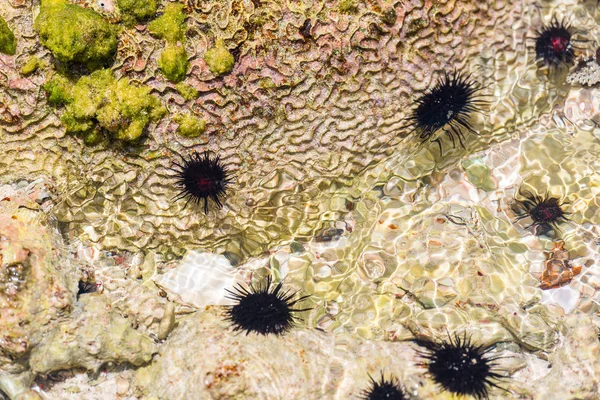 Seeigel auf dem Meeresboden. Nahaufnahme. — Stockfoto