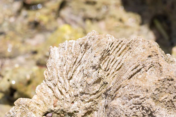 Piedra marina en Bayahibe, La Altagracia, República Dominicana. Primer plano . —  Fotos de Stock