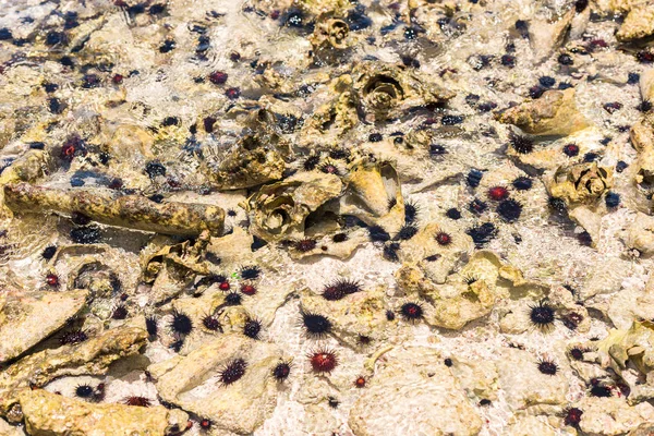 Erizos de mar en el fondo del océano . —  Fotos de Stock