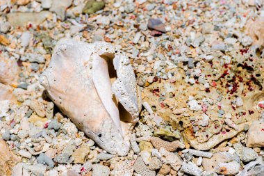 Büyük kabuk Bayahibe, La Altagracia, Dominik Cumhuriyeti, sahilinde yer almaktadır. Yakın çekim.