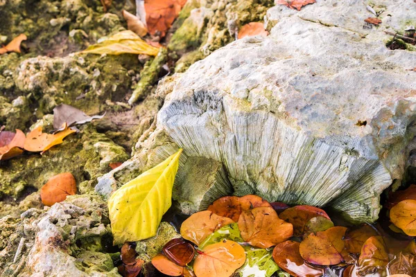 Fondo colorido hecho de hojas caídas en Bayahibe, La Altagracia, República Dominicana. Primer plano . —  Fotos de Stock