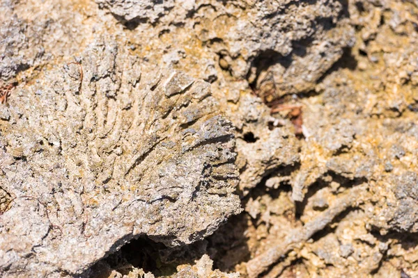 Piedra marina en Bayahibe, La Altagracia, República Dominicana. Primer plano . —  Fotos de Stock