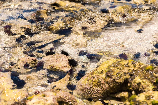 Okyanus tabanında deniz kestanesi. Yakın çekim.